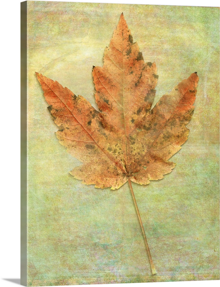 Maple Leaf