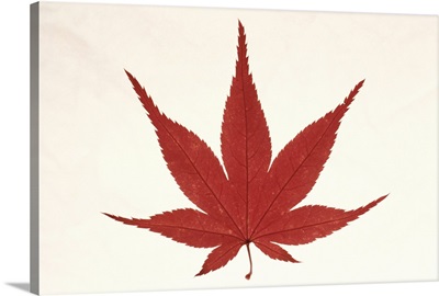 Maple Leaf