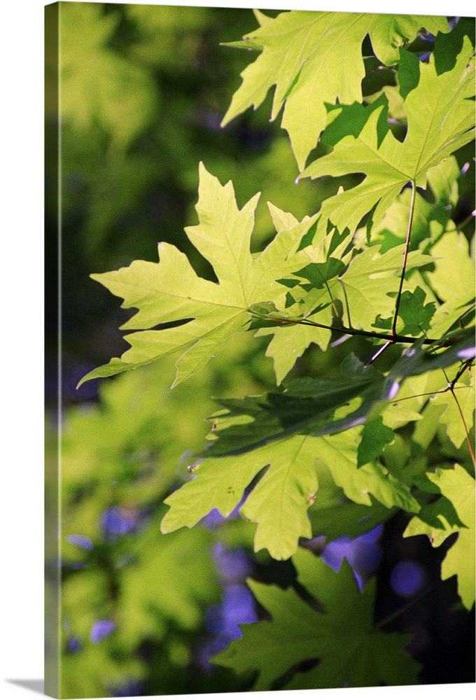 Maple leaves in spring