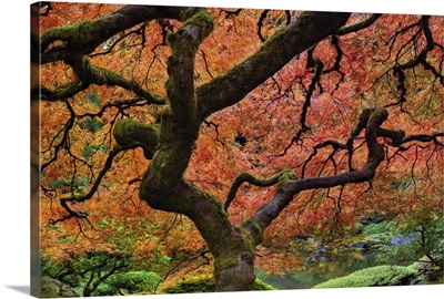 Maple tree at portland Japanese garden in fall
