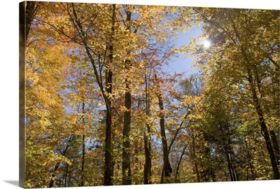 Maple trees in autumn foliage, Green Mountains, Vermont