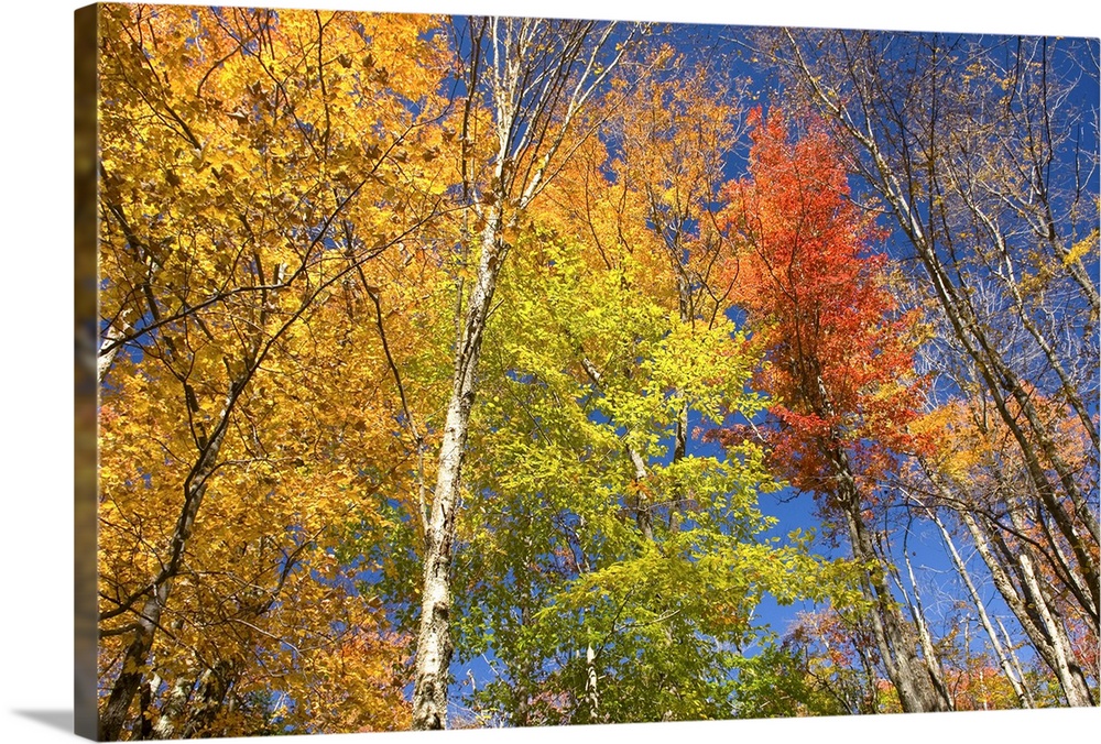 Maple trees in full autumn foliage. Green Mountains. Vermont. USA