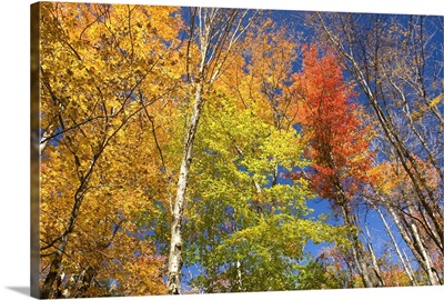 Maple trees in autumn foliage, Green Mountains, Vermont