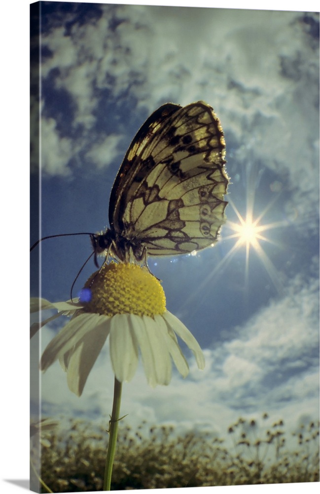 Butterfly on camomile flower with sun, chessboard, checkerboard (Melanargia galathea), chamomile (Matricaria chamomilla), ...
