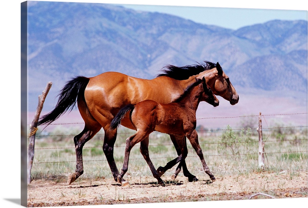 Mare and foal