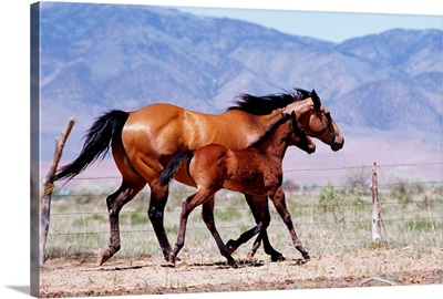 Mare and foal