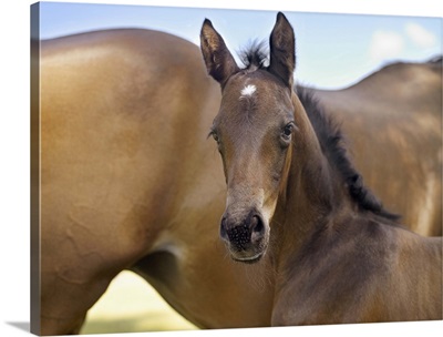 Mare and new born foal
