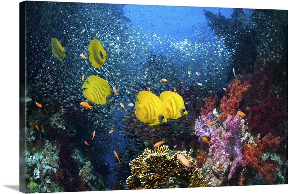 Golden butterflyfish (Chaetodon semilarvatus) on coral reef with a school of Pygmy sweepers (Parapriacanthus guentheri) an...