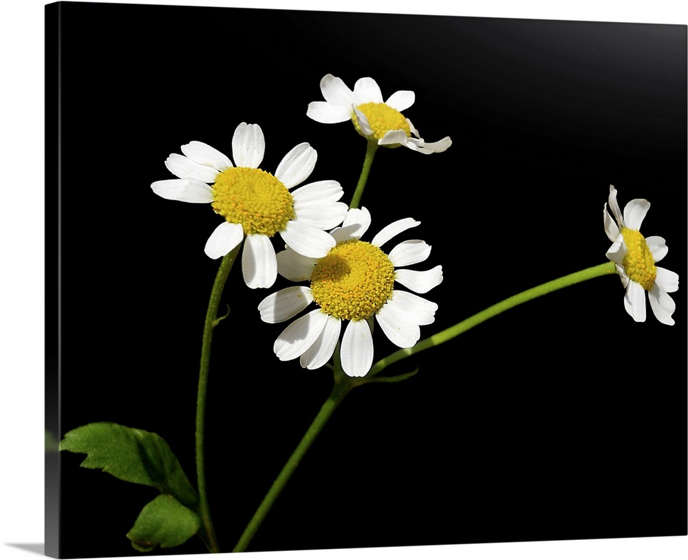 Matricaria chamomilla, Chamomile.Medical plant Chamomile with four small blossoms, on black background.