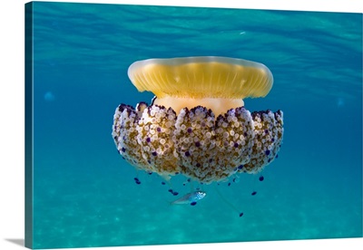 Mediterranean Jelly in Barcelona, Spain