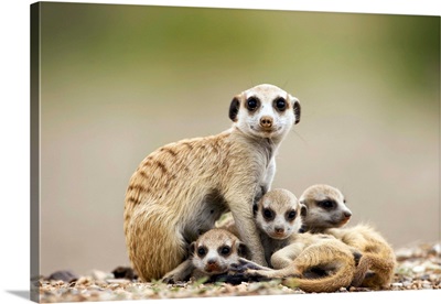 Meerkat With Pups