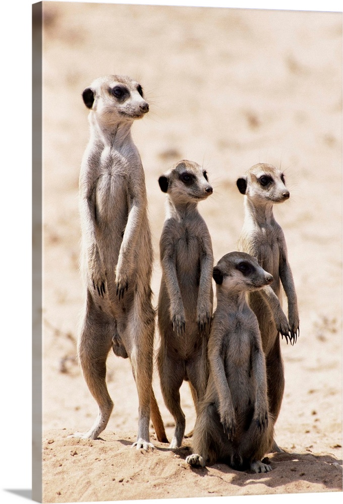 Meerkats