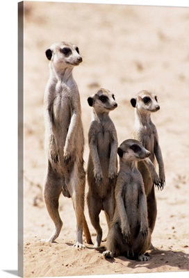 Meerkats