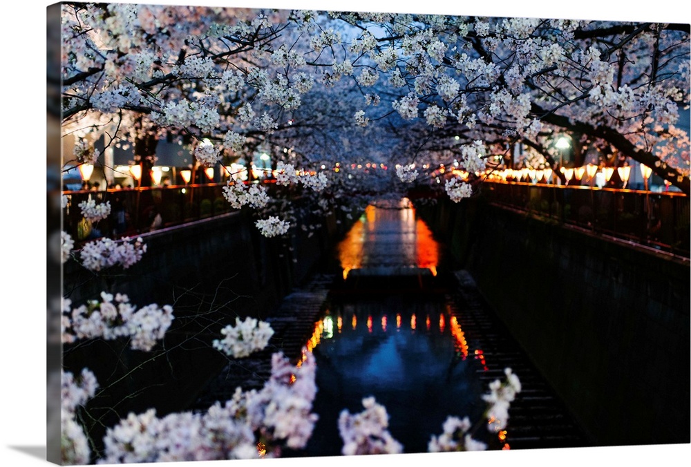 A early evening shot of Meguro river in full bloom in Japan. A straight view of the river with reflections of lanterns lit...