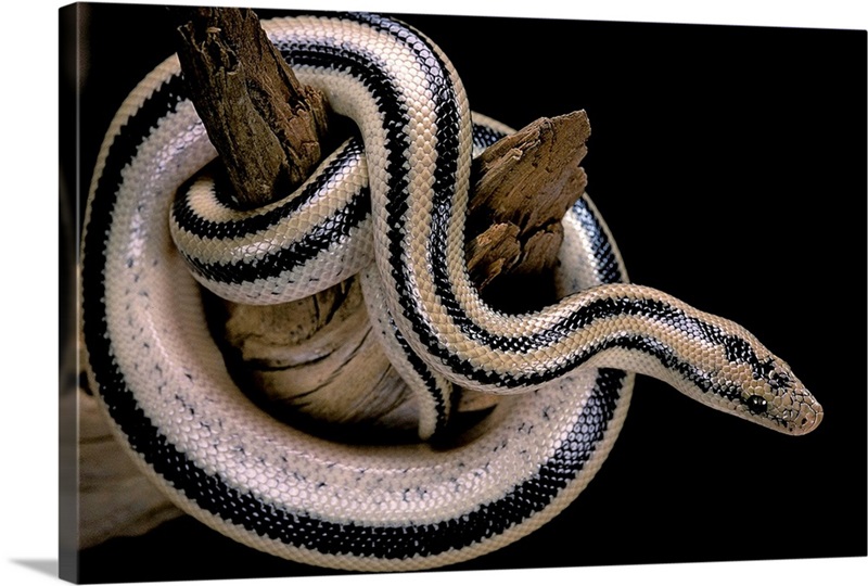 Husbandry Handbook: Rosy Boa - Lichanura trivirgata