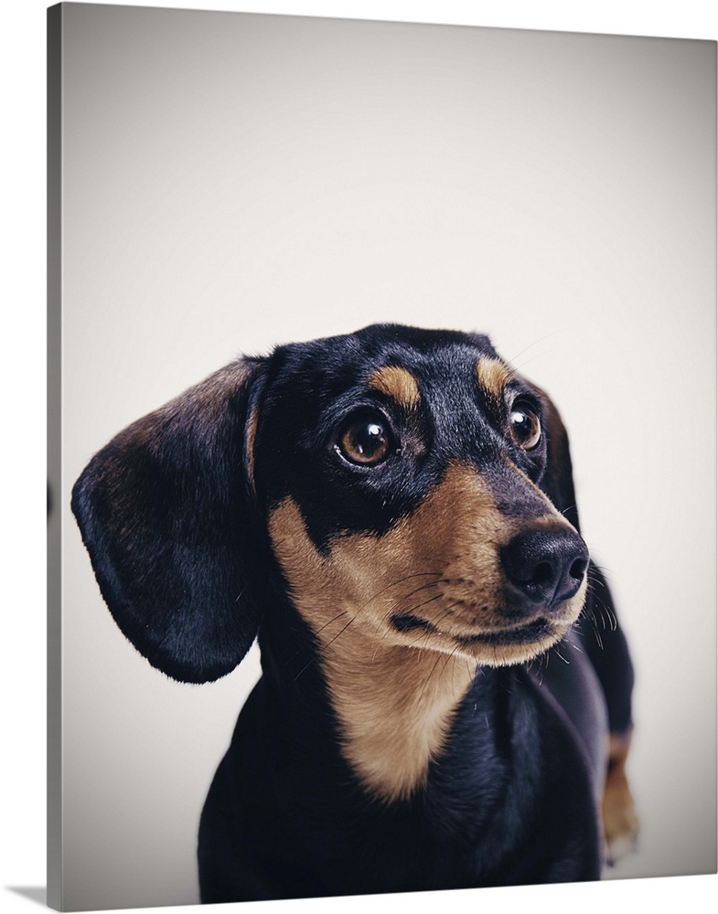 A portrait of a miniature dachshund, it's brown and black and is shot in a studio setup.
