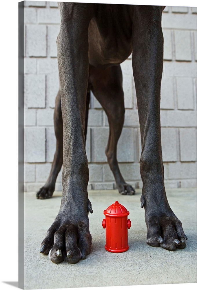 Great Dane's legs with miniature fire hydrant