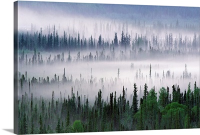Misty Forest Near Mount Brooks