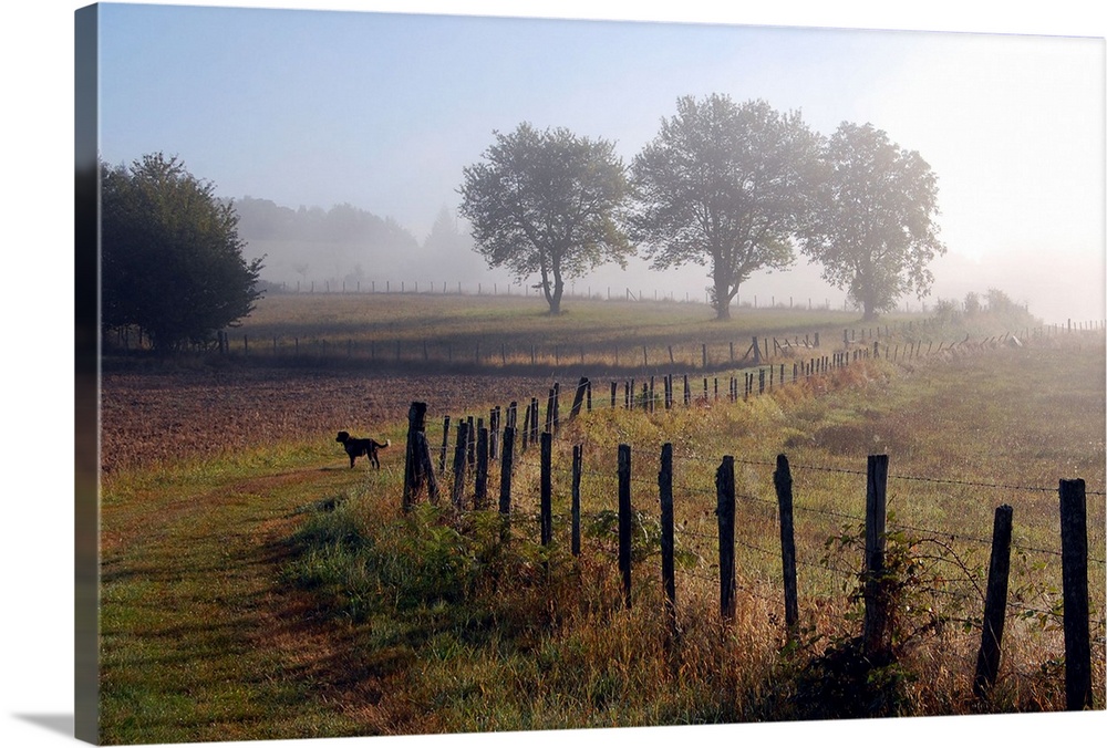 Misty morning on dog walk in Limousin countryside.