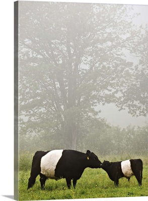 Misty scene of belted galloway cow mothering her baby in flowery pasture.