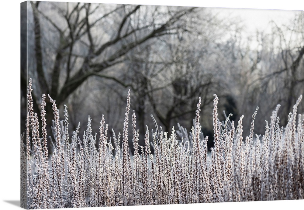 Beautiful winter landscape with misty sunrise. Trees and grass are covered with hoarfrost in the foggy morning.