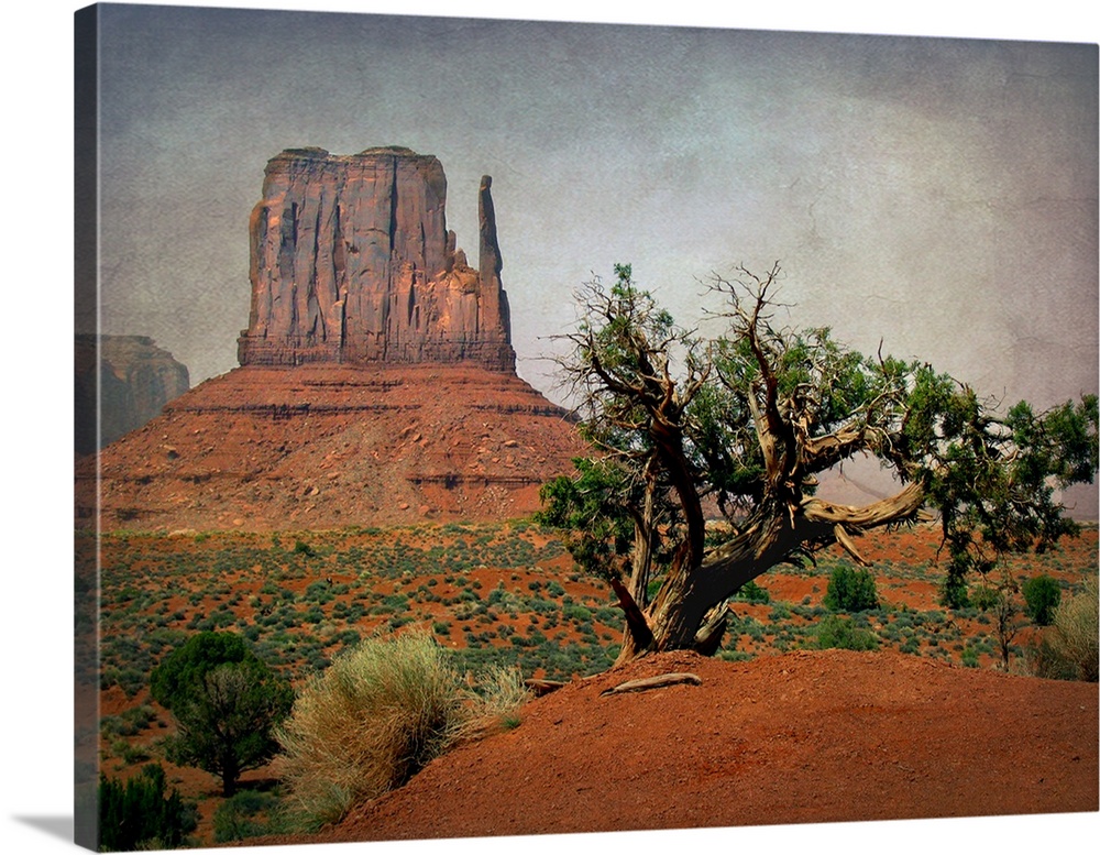 Gnarled pine on Western Desert with rock formation in background.