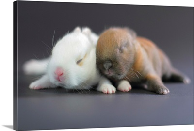 Mix breed of Netherland Dwarf Rabbit and Mini Usagi baby bunnies