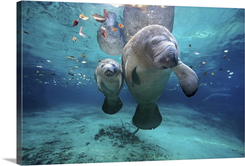 A mother and baby manatee are photographed just under the surface of water.
