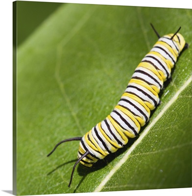 Monarch butterfly caterpillar on a common milkweed leaf.