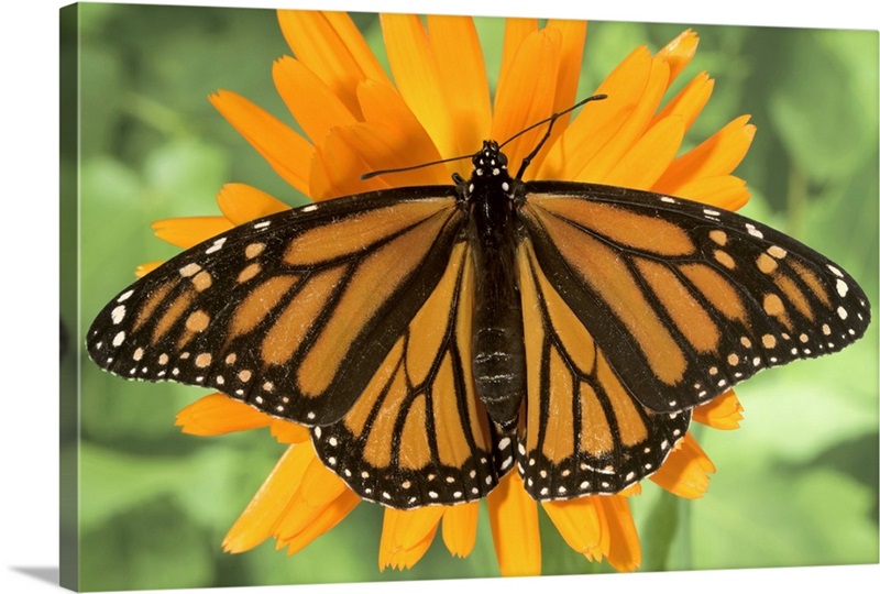 Monarch Butterfly (danaus Plexippus) On Pot Marigold (calendula 