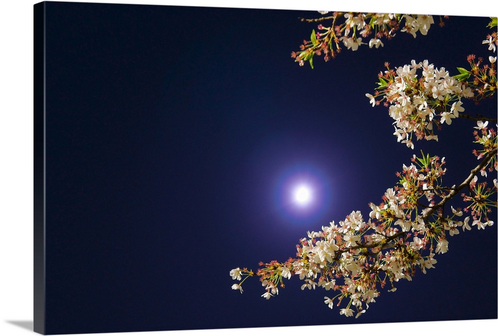 Moon and cherry blossoms.