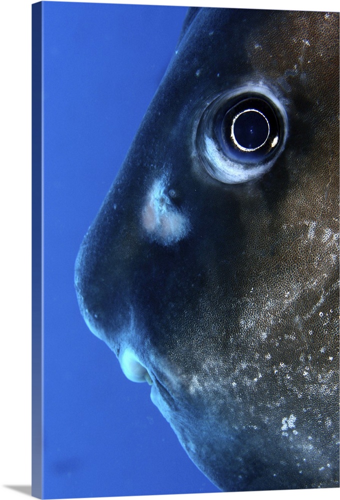 Close up of curious moon fish under water.