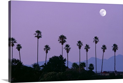 Moon over palm trees at dusk, Hollywood, Los Angeles, California, USA