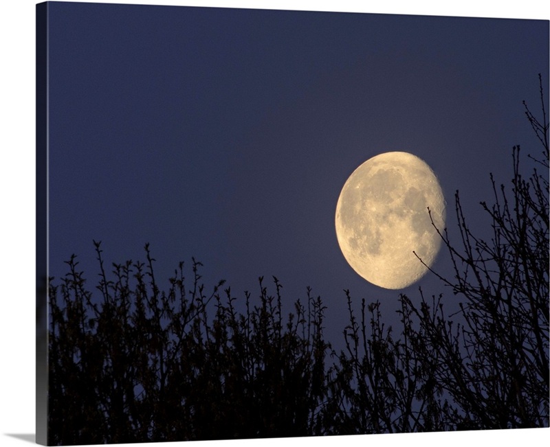 Moon setting in North Carolina | Great Big Canvas