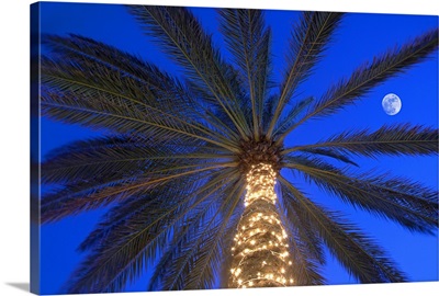 Moonrise near lit-up palm tree.