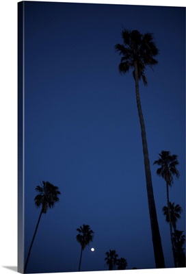 Moonrise over palm trees in Ocean Beach, San Diego, California, USA.