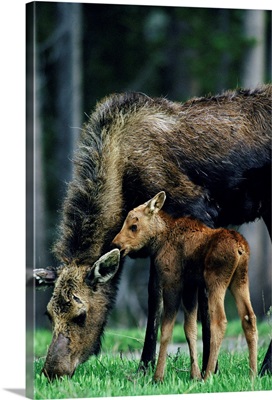 Moose and calf, Yellowstone National Park, Wyoming