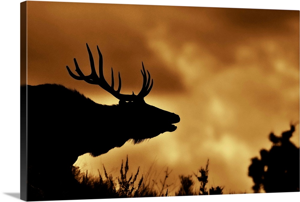 Moose in silhouette with copper colored sunrise. Yellowstone national park.