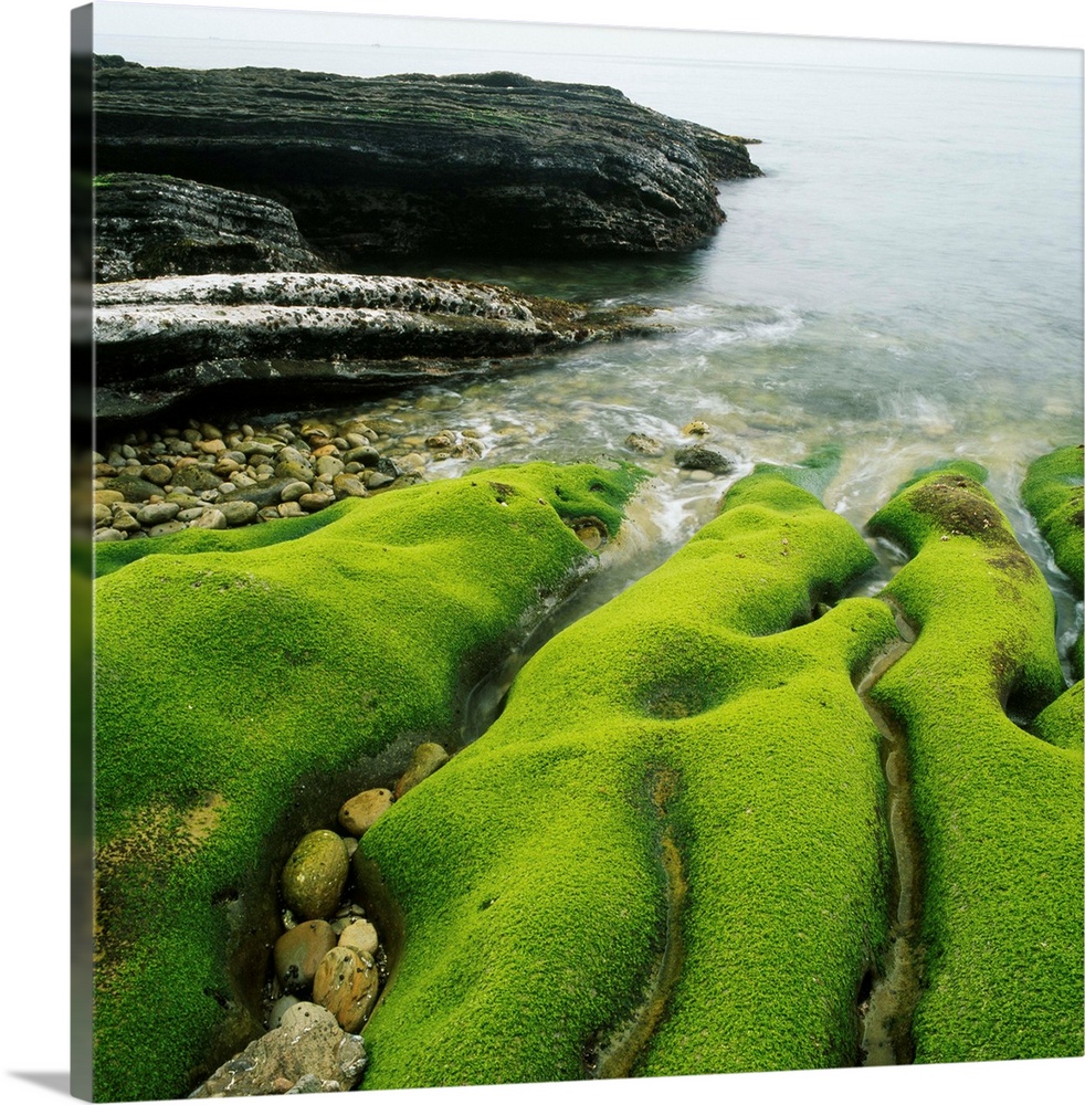 Moss Covered Rocks on Beach in Japan | Large Solid-Faced Canvas Wall Art Print | Great Big Canvas
