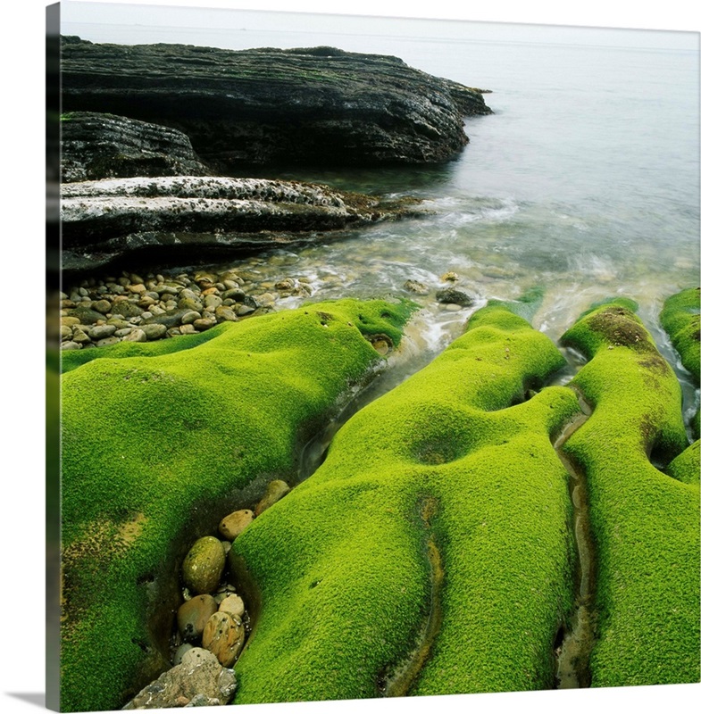 Moss Covered Rocks On Beach In Japan Wall Art, Canvas Prints