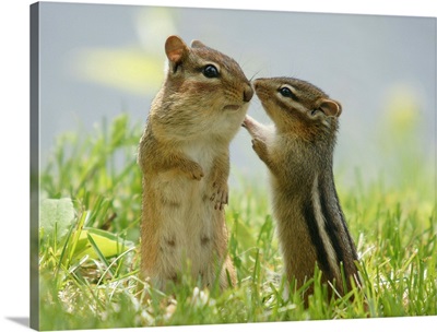 Mother and baby chipmunks in grasses, Ontario, Canada.