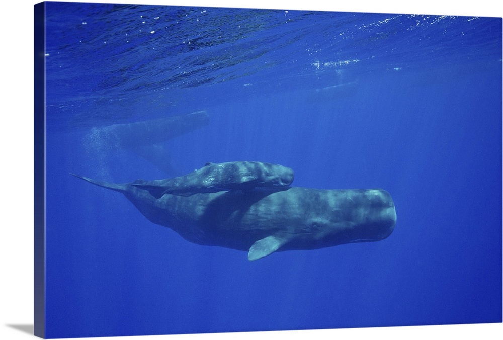 Mother and her calf Sperm Whale Indian Ocean Wall Art, Canvas Prints ...