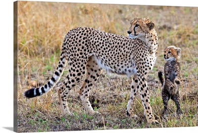 Mother Cheetah With Her Cub In The Savanah Of The Masai Mara Reserve, Kenya, Africa