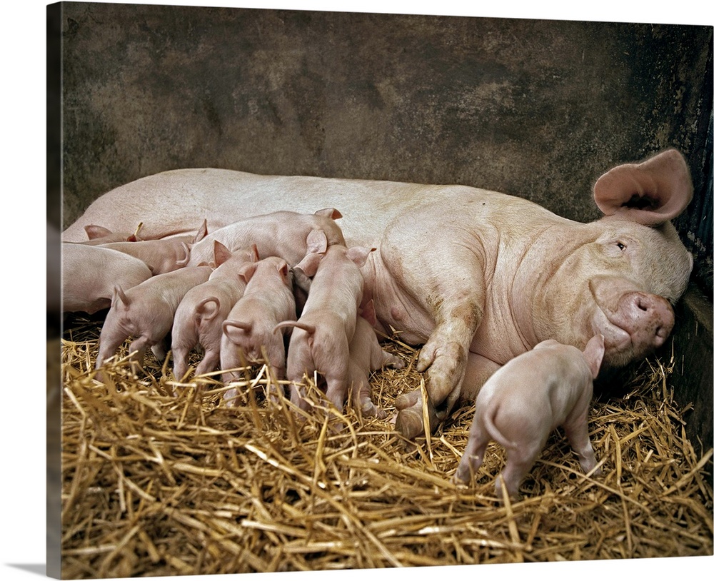 Happy pig, Pigs, Swines, Meat, Piggery, Pigsty, Smile, Nursing, Hay, Pork,