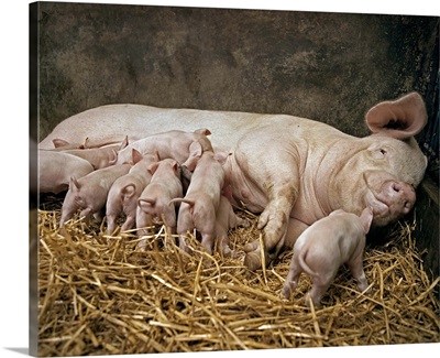 Mother pig with piglets