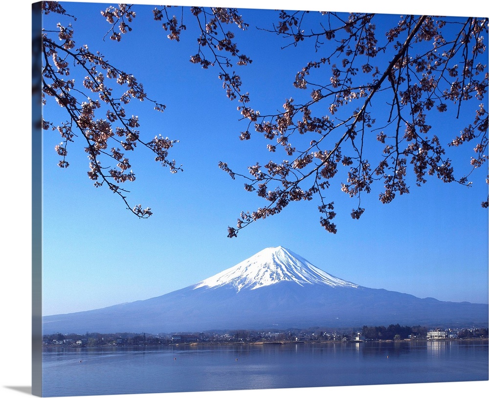 Cherry blossom with Mount Fuji and Lake Kawaguchi in background, Fuji-Hakone-Izu National Park, Japan