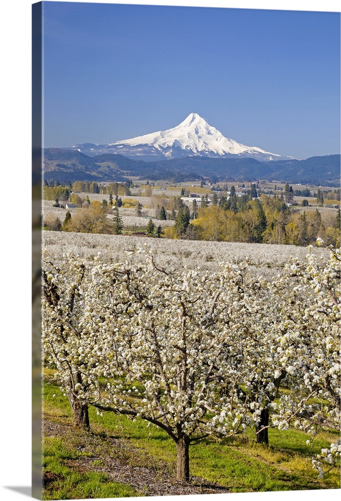 Mount Hood in the background of an apple orchard, Oregon
