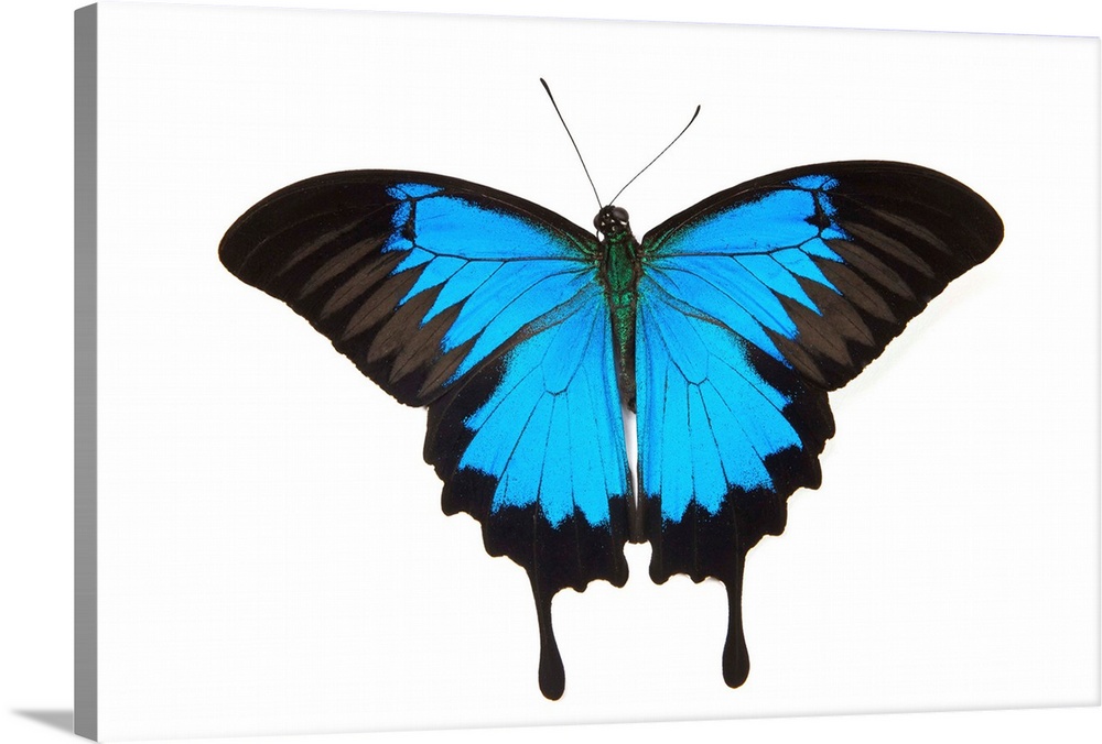 Mountain Blue Swallowtail Butterfly from Australia, Papilio Uysses, male study against white background, photography Samma...