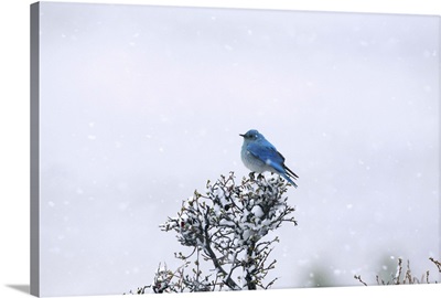 Mountain Bluebird on tree in snow.