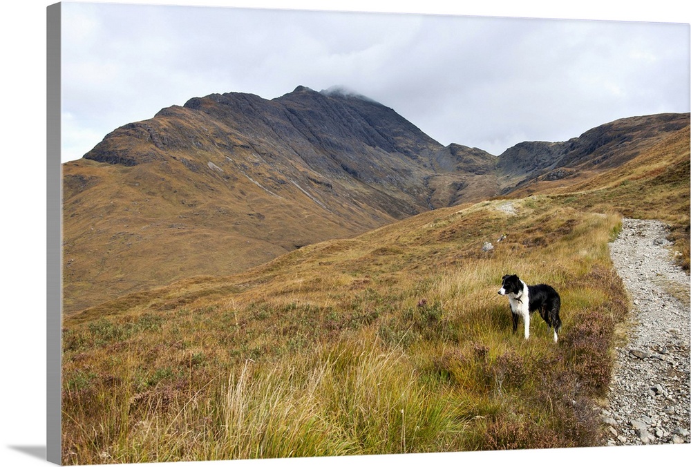 A Border Collie out exploring the Scottish mountain scenery on the Isle of Skye.Taken beside the track leading to Camasuna...